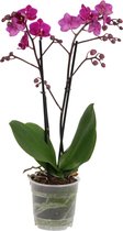 Orchidee van Botanicly – Vlinder orchidee – Hoogte: 45 cm, 2 takken, roze bloemen – Phalaenopsis Cosy Candy