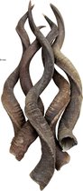 Kudu -Koedoe Hoorn XL geheel naturel 80cm