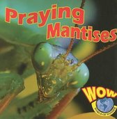 Praying Mantises