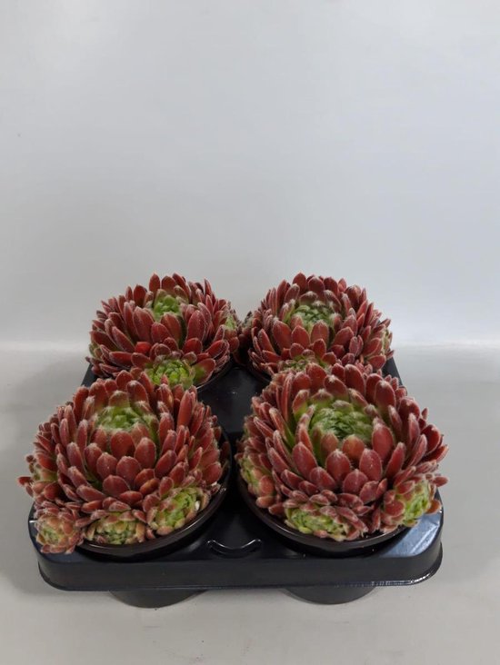 Vier Sempervivum weberianum rotsplanten met roodbruine bladeren en groene kern, in een zwarte kweekbak.