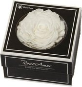 Witte rozen kop XXL geconserveerd in cadeaubox