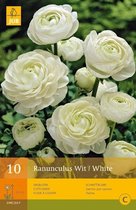 X 10 RANUNCULUS WIT VJ 6/7