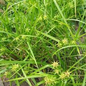 6 x Carex Grayi - Morgensterzegge - pot 9 x 9 cm - Groene Pracht gedurende het Seizoen