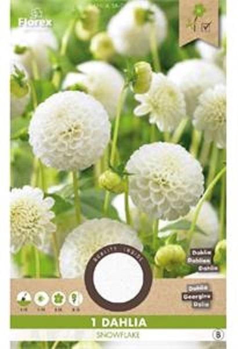 Florex Dahlia Pompon Snowflake
