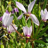 6 x Dodecatheon Meadia - Twaalfgodenkruid in 9x9 cm Potten - Unieke Voorjaarsbloeier