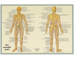 Het menselijk lichaam - anatomie poster skelet (Nederlands, gelamineerd, A2)