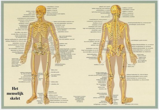 Het menselijk lichaam - anatomie poster skelet (Nederlands, gelamineerd, A2)