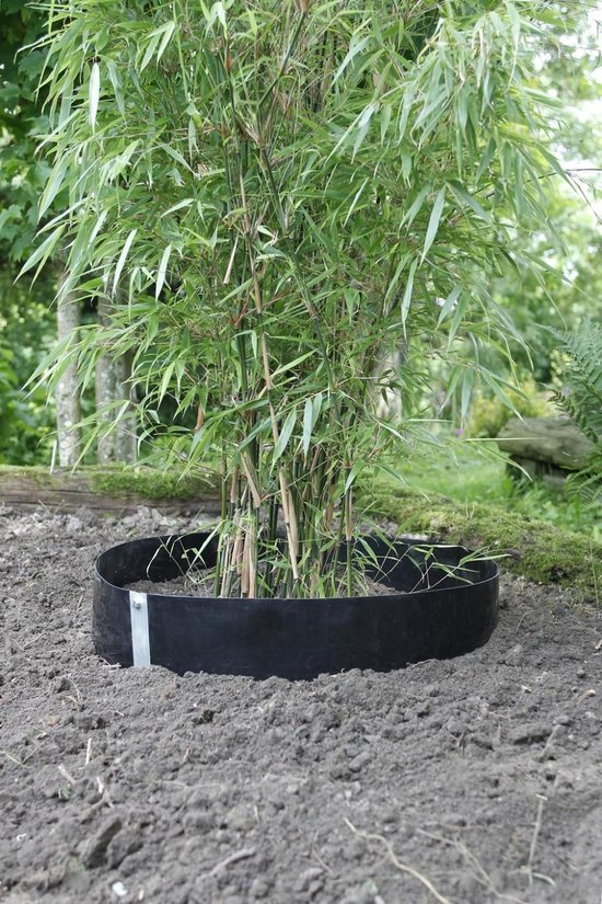 racines 1 mm d'épaisseur-Hauteur 60 cm 10 km-Bambou Verrou Verrouillage rhizom 
