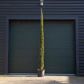 Italiaanse cipresboom - Cupressus sempr. ‘Pyramidalis' 400 - 450 cm totaalhoogte