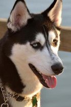 Composition Book: Alaskan Husky