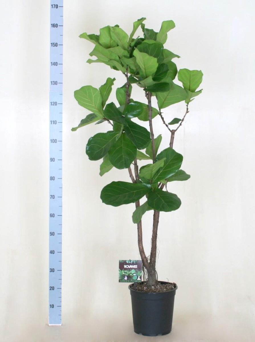 Ficus lyrata tabaksplant 180cm