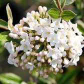 Viburnum Burkwoodii - Sneeuwbal 40-60 cm pot