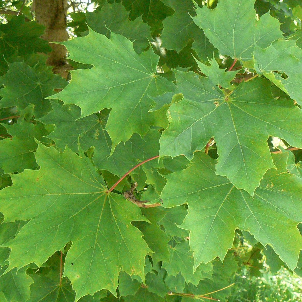 Acer Platanoides Érable plane colonnaire Arbre Tige 1214 cm — free download