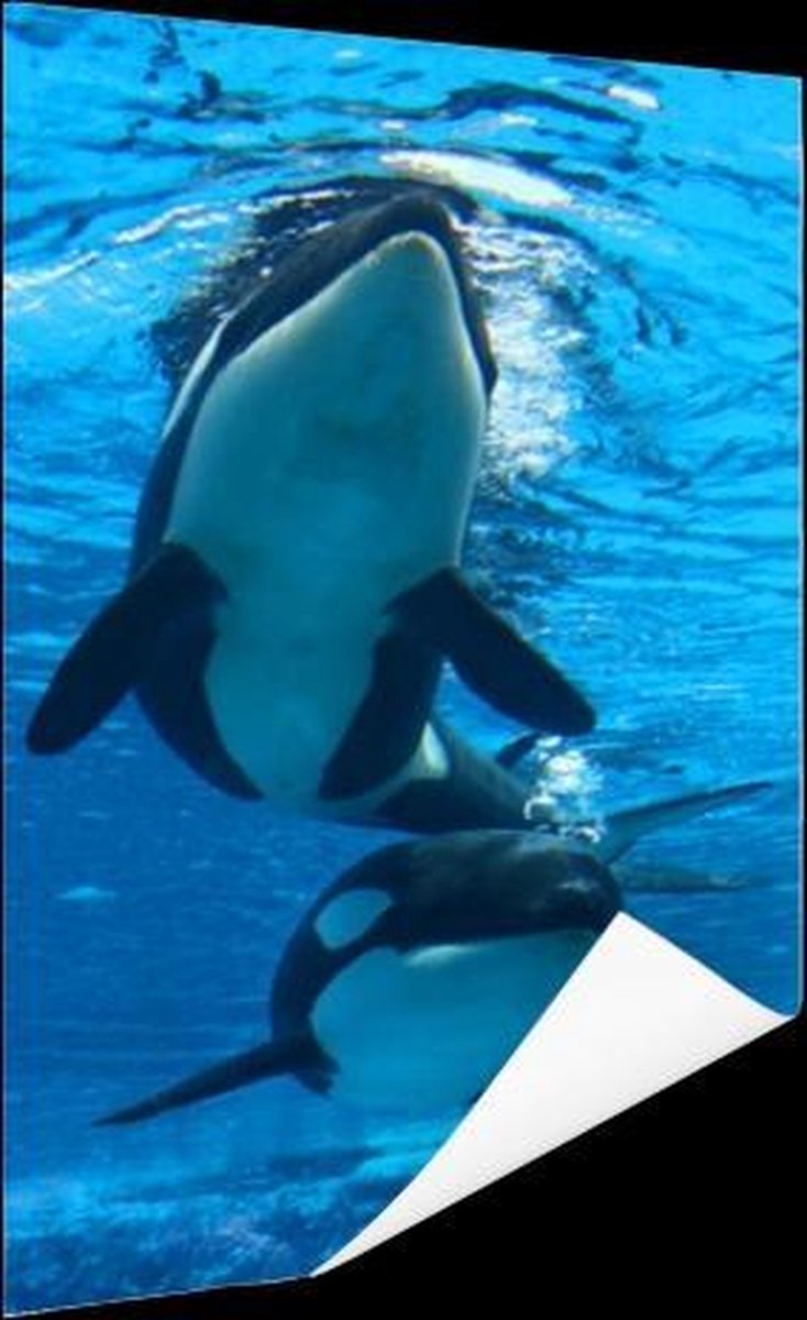 Poster Twee orkas onder water - 40x80 cm