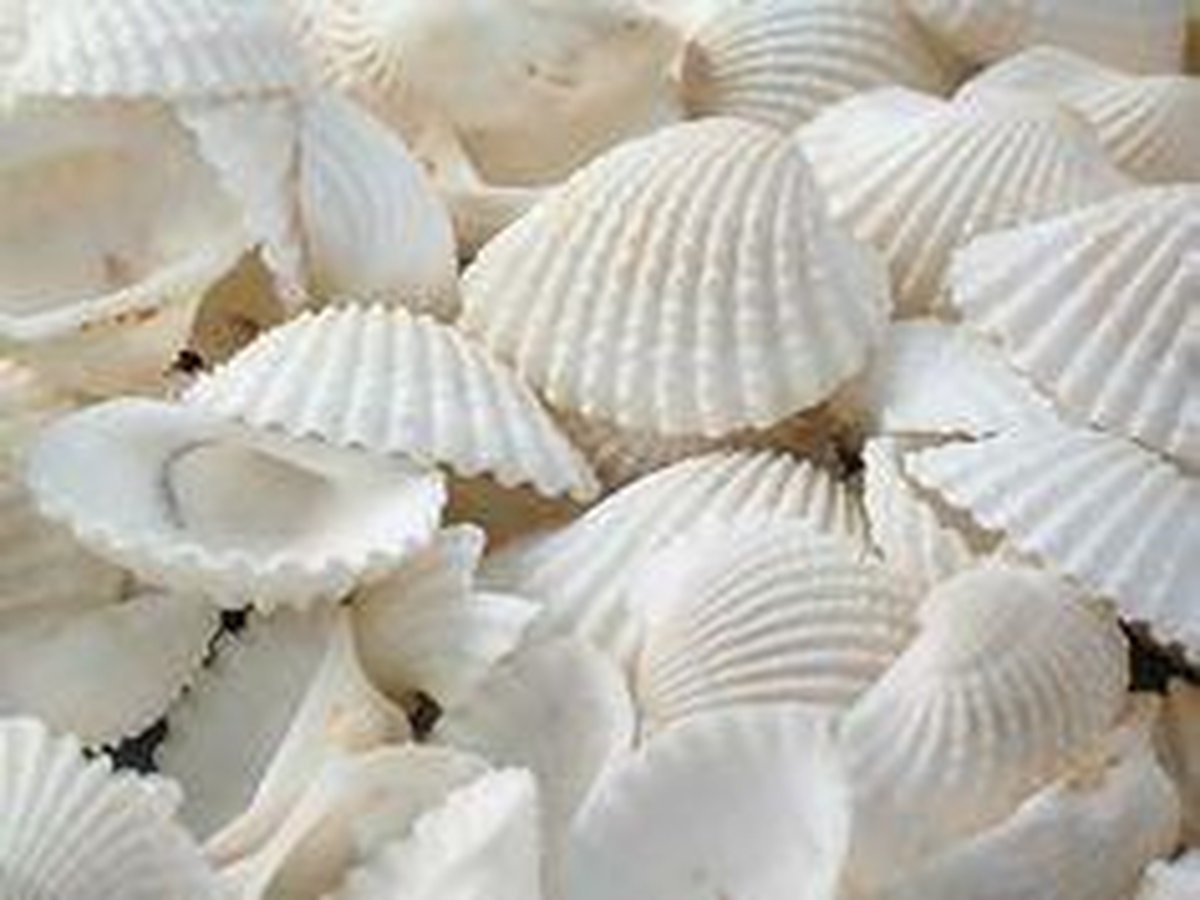 Цвет морской раковины белый