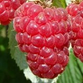 Rubus Idaeus 'Autumn Bliss' - Framboos  Doordragend- Struik in pot
