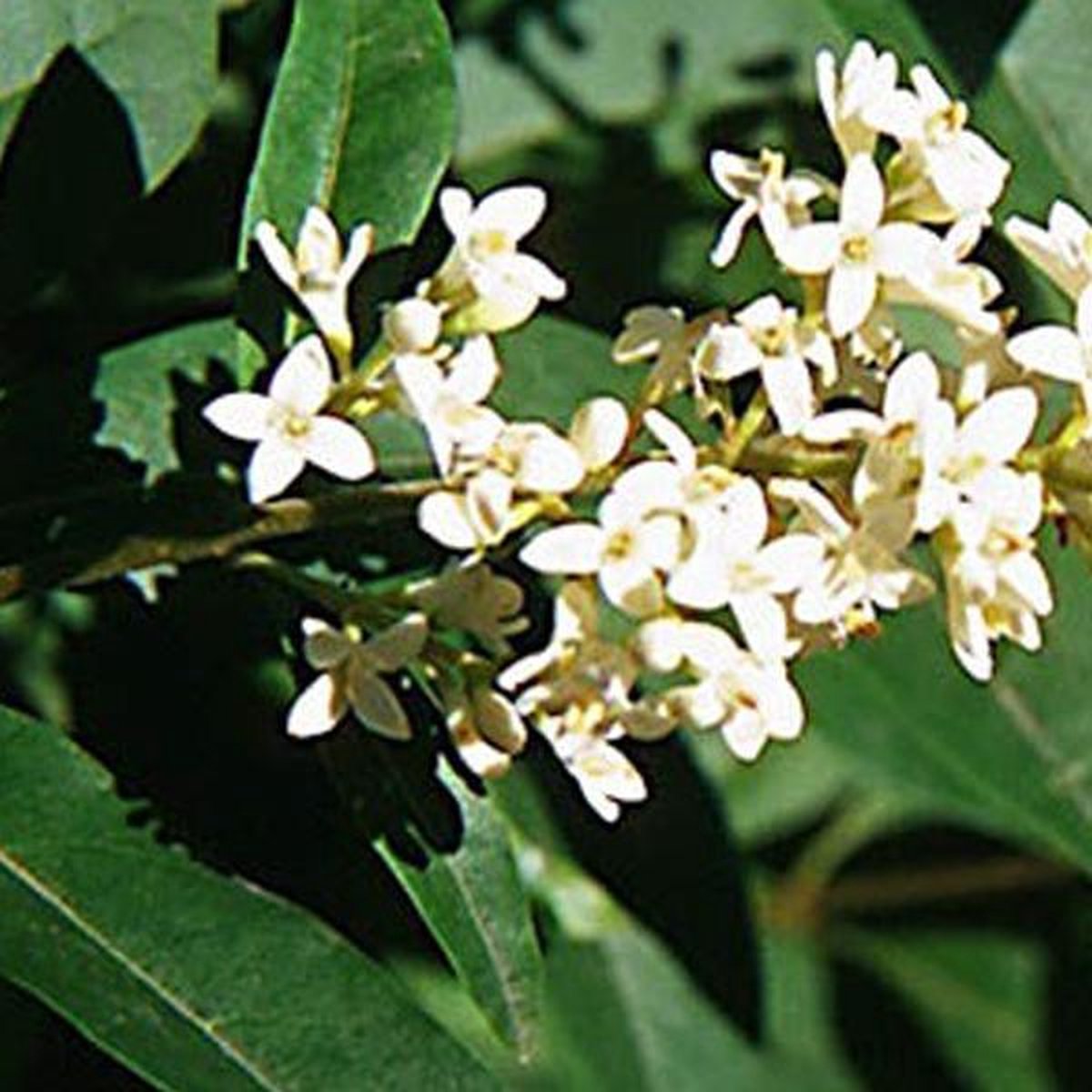 Ligustrum Vulgare - Liguster - 60-80 cm pot: Inheemse struik, ideaal voor een snelle en dichte haag.