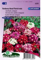 Sluis Garden - Verbena Ideal Florist mix