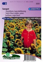 Sluis Garden - Sunflower Sunspot, low (Helianthus)