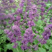 6 x Salvia Verticillata 'Purple Rain' - Kranssalie pot 9x9cm - Paarse bloemen, geurig blad