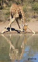 Girafrica