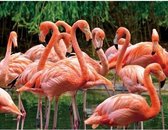 Dieren magneet 3D flamingo