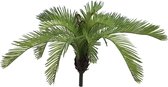 Europalms Cycas Fern, 50 cm