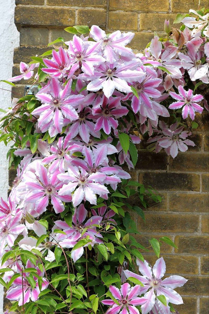 Clematis Nelly Moser - Totale hoogte 60+cm incl. ø 15cm pot Clematis Nelly Moser - Totale hoogte 60+cm incl. ø 15cm pot