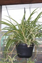 Graslelie - Chlorophytum Vittatum - Sprietenplant - Hangplant - 40 cm