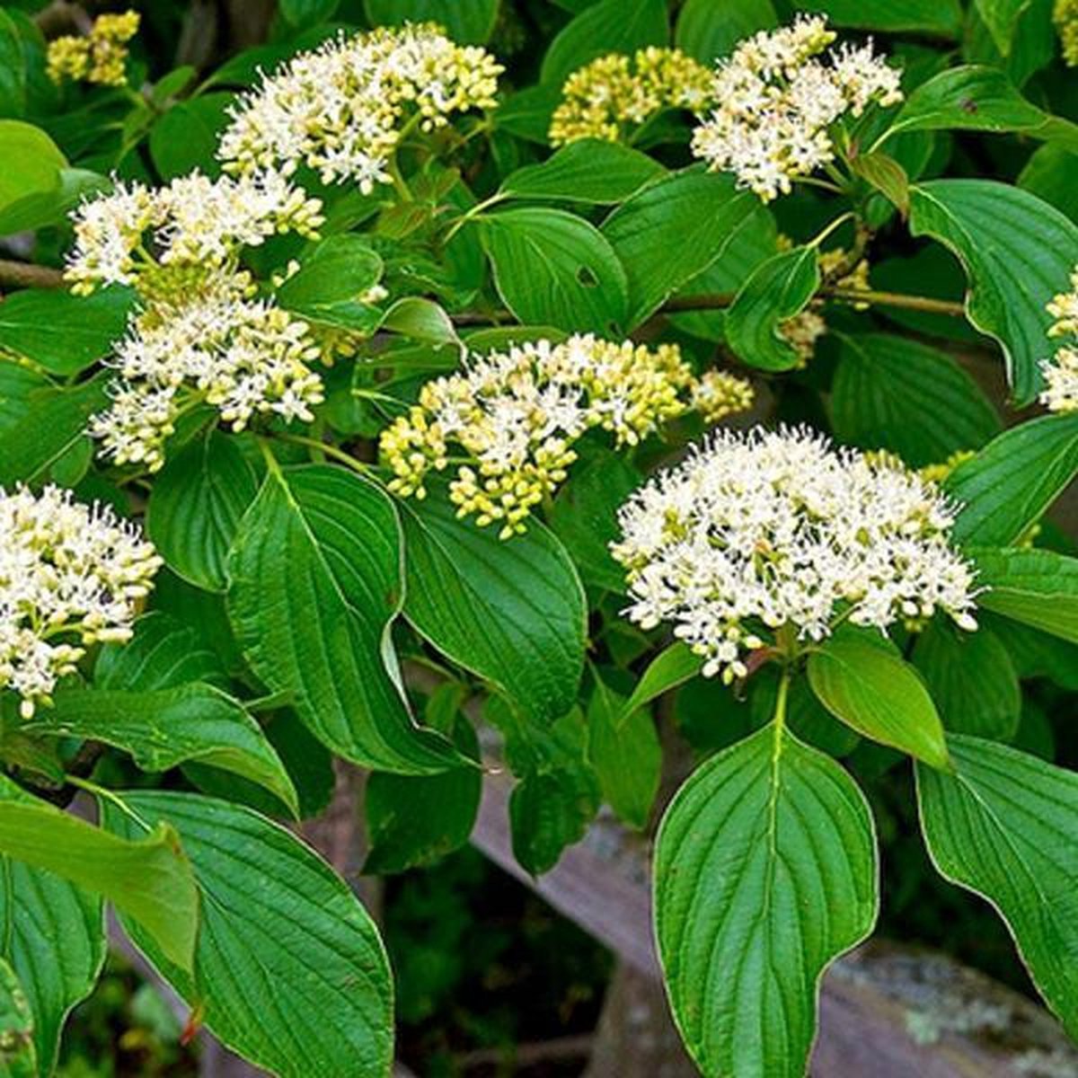 Cornus Alternifolia Pagode kornoelje 6080 cm pot