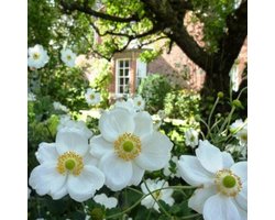 Tuindoeken – Tuinschermen  –  Schuttingsdoeken – Afscherming – Inclusief Montageset – 150cm x 210cm – Engelse Tuin