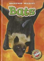Backyard Wildlife- Bats