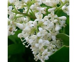 Ligustrum Japonicum - Liguster 60-80 cm in pot