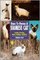 Guide to Owning a Siamese Cat