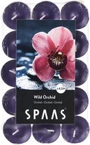 Theelicht wilde orchidee - 4,5 uren - set van 90 stuks