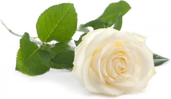 slijtage baseren Moskee Witte roos | bol.com