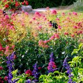 Borderpakket Kleurrijk 5 m² - 45 vaste planten: Diverse kleurrijke tuinmix