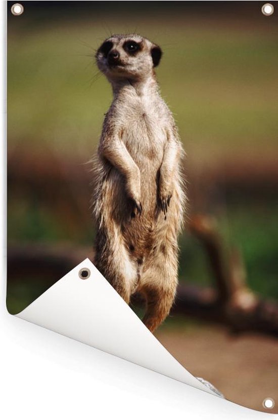 Affiche de jardin suricate regarde autour de 60x90 cm - Toile de jardin / Toile d'extérieur / Peintures d'extérieur (décoration de jardin)