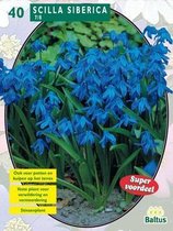 2 stuks Baltus Scilla Siberica per 40