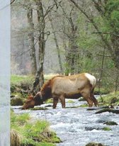 Pretty Female Elk Drinking in a Smoky Mountain Park Stream Wide-ruled School Composition Lined Notebook