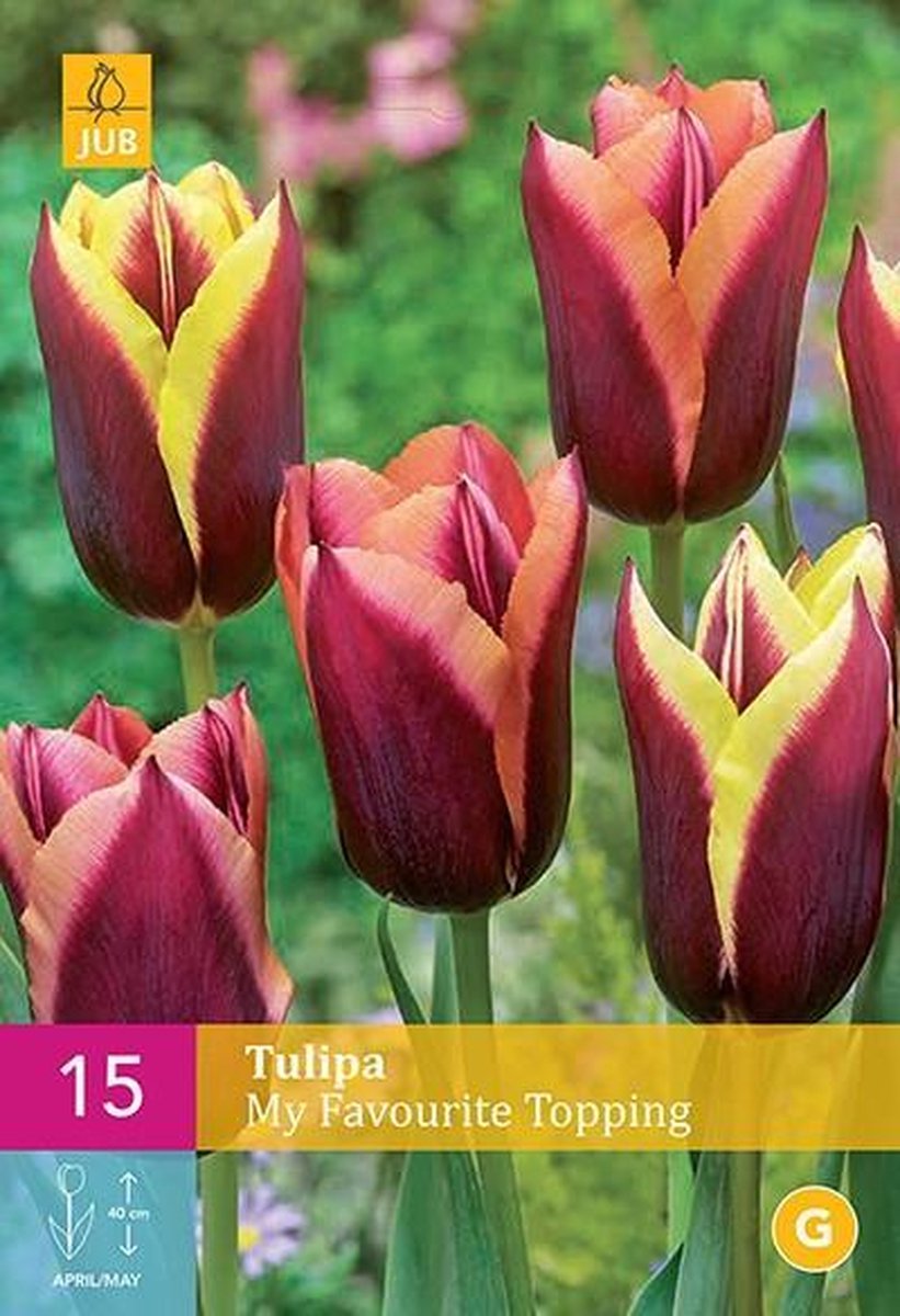 Lot de 40 bulbes de tulipes exclusives