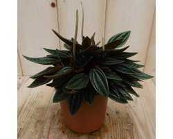 Omslag van Warentuin natuurlijk - 2 stuks! Peperomia rosso