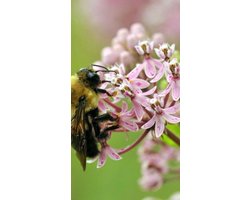Bijen Assortiment Kruiden 15m² - Bee Happy Kruiden: Mix van kruidenplanten, ideaal voor het aantrekken van bijen en het bevorderen van biodiversiteit