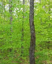 School Composition Book Springtime Forest