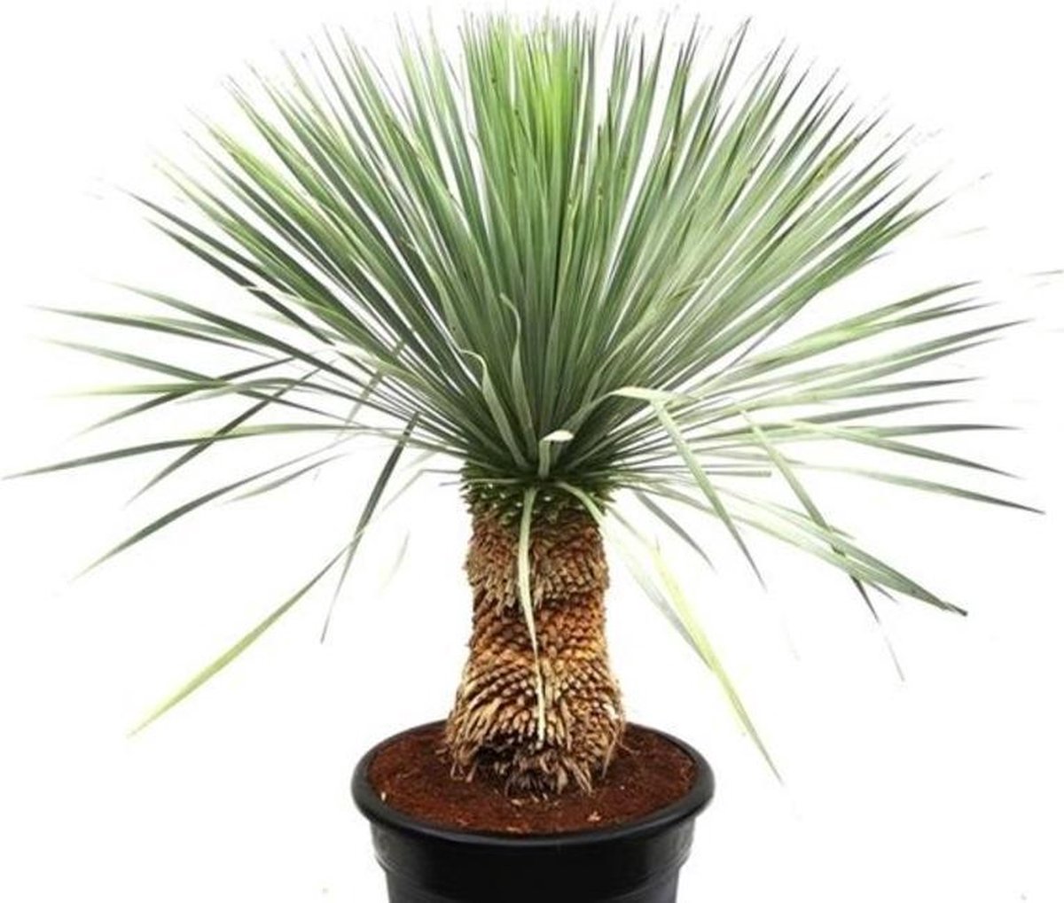 Yucca rostrata - | bol.com