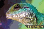 DP® Diamond Painting pakket volwassenen - Afbeelding: Chinese Water Dragon - 50 x 75 cm volledige bedekking, vierkante steentjes - 100% Nederlandse productie! - Cat.: Dieren - Reptielen & Amf