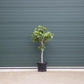 Vijgenboom - Ficus carica 140 - 165 cm (14 - 16 cm stamomtrek)