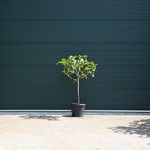Vijgenboom - Ficus carica 125 - 150 cm (10 - 12 cm stamomtrek)