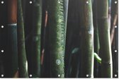 Bamboe | Natuur | Tuindoek | Tuindecoratie | 120CM x 80CM | Tuinposter