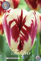 Grand Perfection Triumph Tulpenbollen Bolmaat 12+ 10 Bloembollen